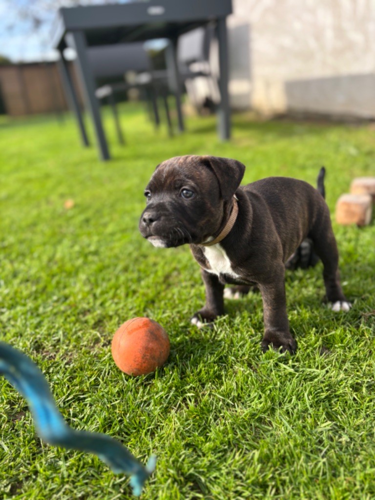 The Dream Of The Black Staffy - Chiot disponible  - Staffordshire Bull Terrier