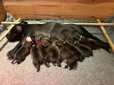 The Dream Of The Black Staffy - Staffordshire Bull Terrier - Portée née le 30/08/2024