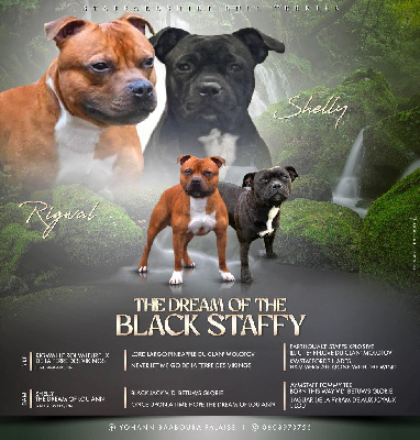 The Dream Of The Black Staffy - Staffordshire Bull Terrier - Portée née le 30/08/2024