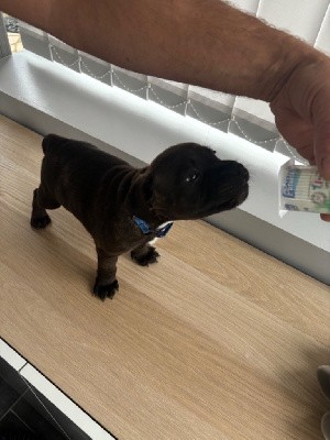 CHIOT 1 bleu