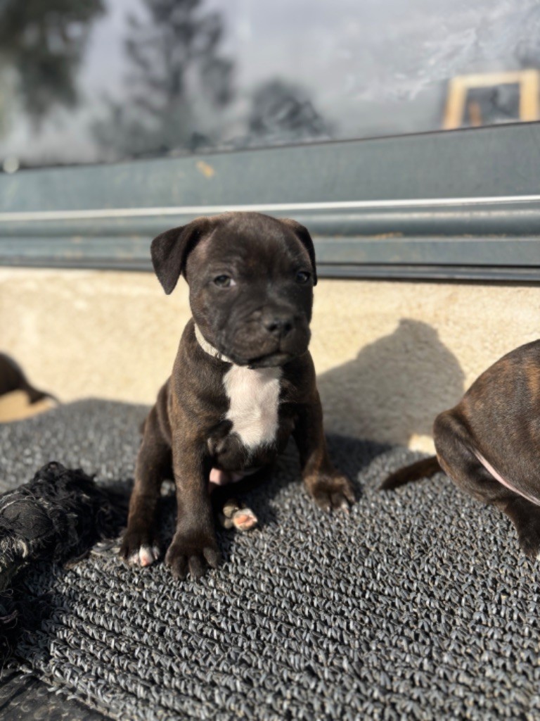 The Dream Of The Black Staffy - Chiot disponible  - Staffordshire Bull Terrier