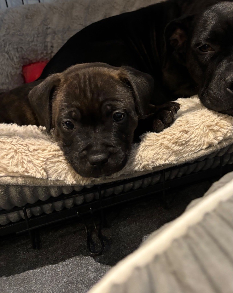 The Dream Of The Black Staffy - Chiot disponible  - Staffordshire Bull Terrier