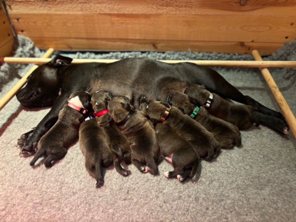 chiot Staffordshire Bull Terrier The Dream Of The Black Staffy