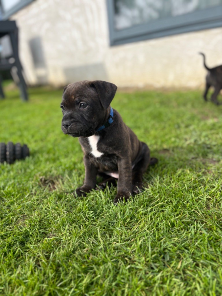 The Dream Of The Black Staffy - Chiot disponible  - Staffordshire Bull Terrier